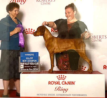 honor point vizslas dam rumor