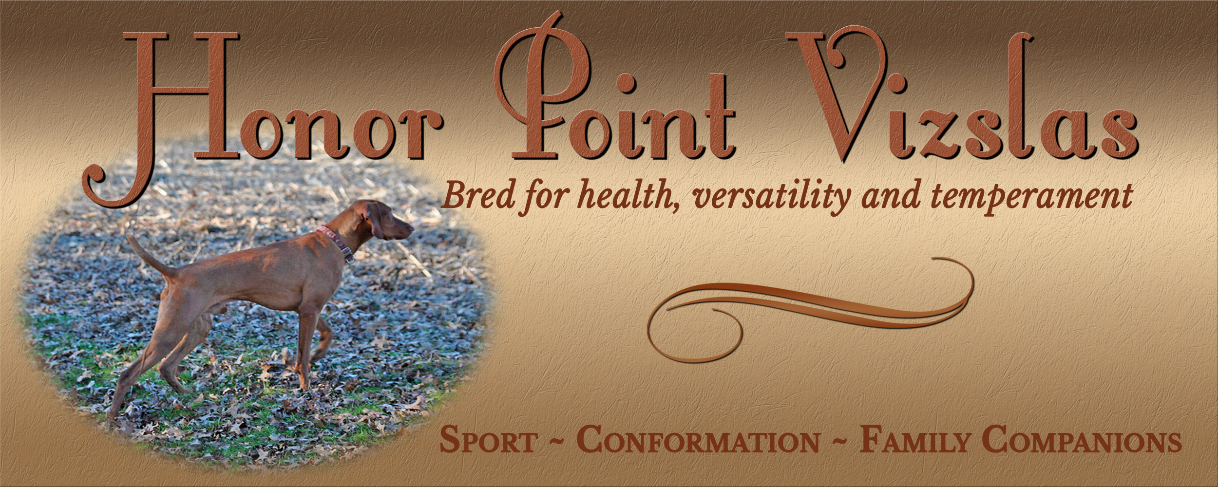 honor point vizslas in ohio