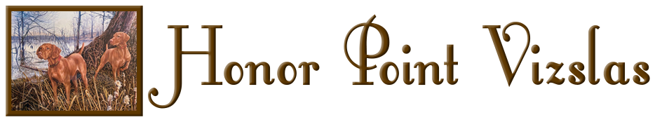 honor point vizslas